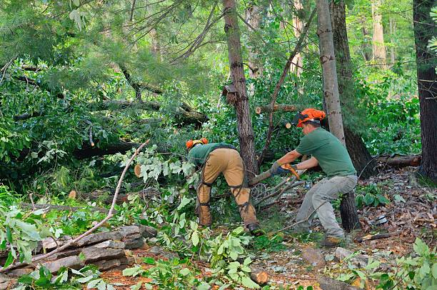 How Our Tree Care Process Works  in  Ayden, NC